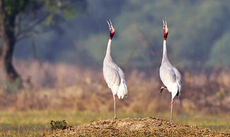 Golden Triangle Tour with Ranthambore