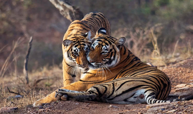 Golden Triangle Tour with Ranthambore