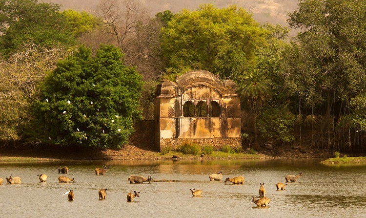 Ranthambore