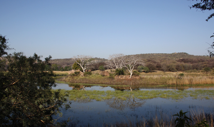 Ranthambore