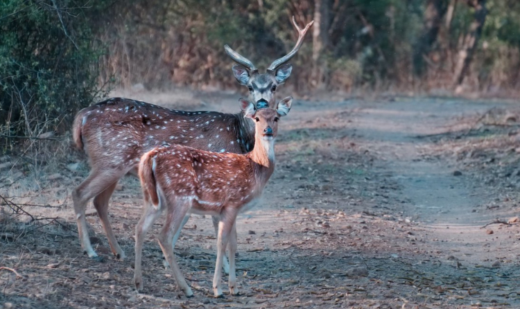 08 Days Jaipur Pushkar Ranthambore Agra Delhi Tour