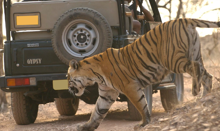 09 Days Jaipur Pushkar Bundi Ranthambore Agra Delhi Tour