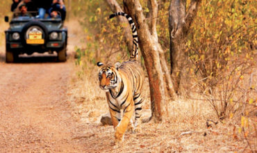 Jaipur Ranthambore 3 Days Tour