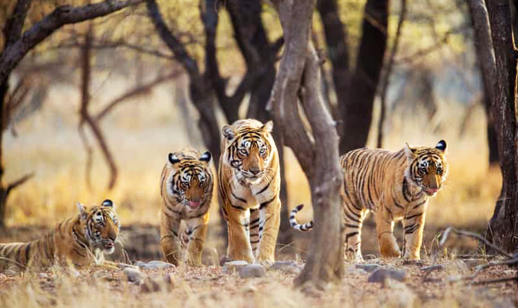 Jaipur Ranthambore Same Day Tour