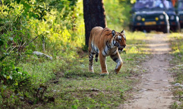 Jaipur Ranthambore Same Day Tour