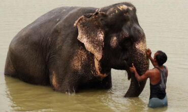 Elephant Activities In Jaipur