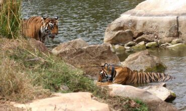 Jaipur To Sariska Day Trip